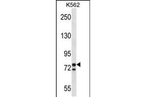 Western blot analysis in K562 cell line lysates (35ug/lane). (PCSK7 抗体  (C-Term))