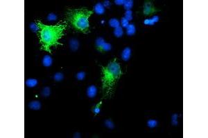Anti-SMS mouse monoclonal antibody (ABIN2454720) immunofluorescent staining of COS7 cells transiently transfected by pCMV6-ENTRY SMS (RC200619). (SMS 抗体)