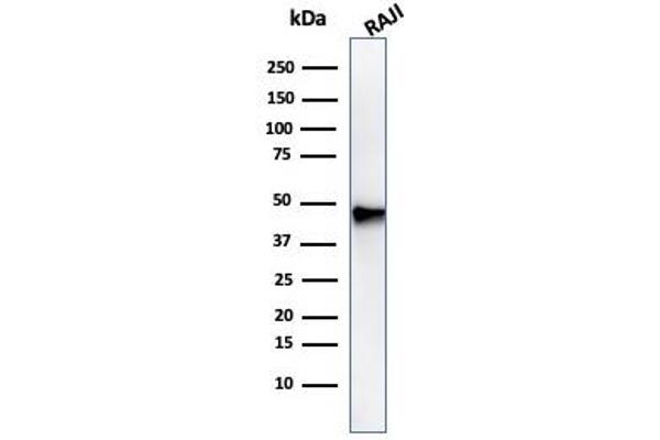 PAX5 antibody  (AA 235-382)