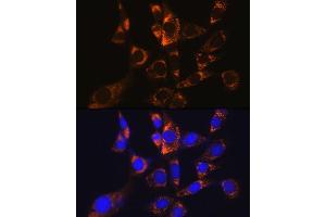 Immunofluorescence analysis of NIH-3T3 cells using  Rabbit mAb (1217) at dilution of 1:100 (40x lens). (ATP5A1 抗体)