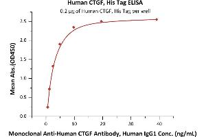 Immobilized Human CTGF, His Tag (ABIN6386421,ABIN6388270) at 2 μg/mL (100 μL/well) can bind Monoclonal A CTGF Antibody, Human IgG1 with a linear range of 0. (CTGF Protein (AA 27-349) (His tag))