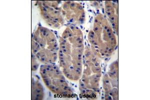 FRMD7 Antibody (N-term) (ABIN657294 and ABIN2846380) immunohistochemistry analysis in formalin fixed and paraffin embedded human stomach tissue followed by peroxidase conjugation of the secondary antibody and DAB staining. (FRMD7 抗体  (N-Term))
