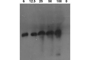 Image no. 1 for anti-Proteinase 3 (PRTN3) antibody (ABIN190718) (PRTN3 抗体)