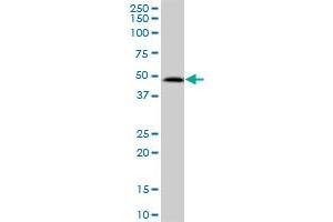 SUDS3 MaxPab polyclonal antibody. (SDS3 抗体  (AA 1-328))