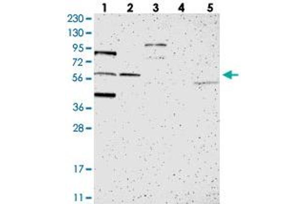 C1orf116 anticorps