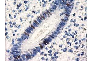 Image no. 2 for anti-Uracil-DNA Glycosylase (UNG) antibody (ABIN1501681) (UNG 抗体)