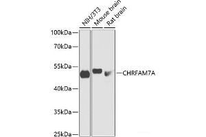 Western blot analysis of extracts of various cell lines using CHRFAM7A Polyclonal Antibody at dilution of 1:1000. (CHRFAM7A 抗体)
