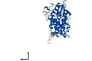 Protein Structure (PS) image for Casein Kinase 2, alpha Prime Polypeptide (CSNK2A2) (AA 1-350) protein (His tag) (ABIN7553555)
