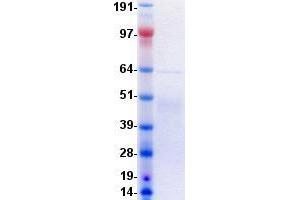 Validation with Western Blot (Insulin Receptor Protein (INSR) (DYKDDDDK-His Tag))