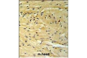 GNAT1 Antibody (C-term) (ABIN653740 and ABIN2843042) IHC analysis in formalin fixed and paraffin embedded moouse heart tissue followed by peroxidase conjugation of the secondary antibody and DAB staining. (GNAT1 抗体  (C-Term))