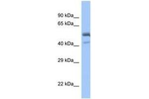 Image no. 1 for anti-Proximal Sequence Element 1 (SPDEF) (C-Term) antibody (ABIN6746161) (SPDEF/PSE 抗体  (C-Term))
