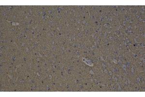 Immunohistochemistry analysis of paraffin-embedded mouse brain using GAP43 Polyclonal Antibody at dilution of 1:300. (GAP43 抗体)