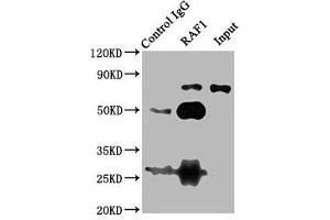 Immunoprecipitating RAF1 in 293T whole cell lysate Lane 1: Rabbit control IgG (1 μg) instead of ABIN7167060 in 293T whole cell lysate. (RAF1 抗体  (AA 1-648))
