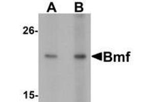 Western blot analysis of Bmf in HepG2 cell lysate with Bmf antibody at (A) 2. (BMF 抗体  (C-Term))