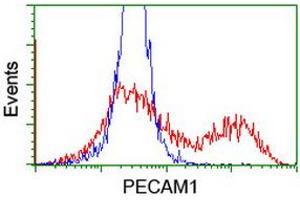 HEK293T cells transfected with either RC208654 overexpress plasmid (Red) or empty vector control plasmid (Blue) were immunostained by anti-PECAM1 antibody (ABIN2455806), and then analyzed by flow cytometry. (CD31 抗体)