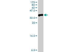 Western Blot detection against Immunogen (35. (FARP2 抗体  (AA 360-448))
