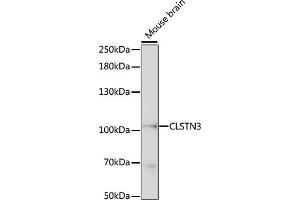Western blot analysis of extracts of mouse brain, using CLSTN3 antibody (ABIN7266049) at 1:1000 dilution. (Calsyntenin 3 抗体  (AA 730-850))