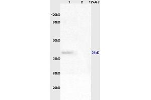 Lane 1: rat liver lysates Lane 2: rat brain lysates probed with Anti WNT4 Polyclonal Antibody, Unconjugated (ABIN762911) at 1:200 in 4 °C. (WNT4 抗体  (AA 201-300))
