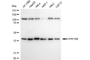 Western blotting analysis using PPP1R8 antibody (ABIN7800019).