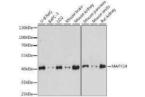 Western blot analysis of extracts of various cell lines, using MAPK14 antibody (ABIN6291833) at 1:1000 dilution. (MAPK14 抗体)