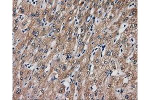 Immunohistochemical staining of paraffin-embedded liver tissue using anti-SIL1 mouse monoclonal antibody. (SIL1 抗体)