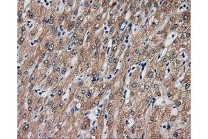 Immunohistochemical staining of paraffin-embedded liver tissue using anti-SIL1 mouse monoclonal antibody. (SIL1 抗体)