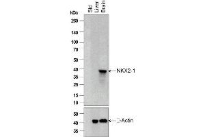 Independently Validated Antibody, image provided by Science Direct, badge number 028752.