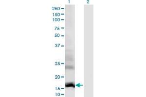 Western Blot analysis of DAAM2 expression in transfected 293T cell line by DAAM2 monoclonal antibody (M01), clone 1D8. (DAAM2 抗体  (AA 1-132))
