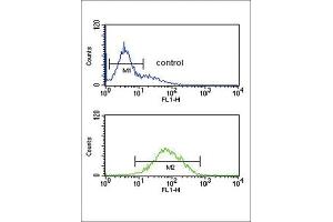 Flow Cytometry (FACS) image for anti-Ankylosis, Progressive Homolog (Mouse) (ANKH) antibody (ABIN3004298) (ANKH 抗体)