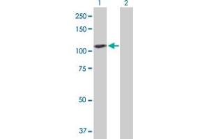 Western Blot analysis of GAPDHS expression in transfected 293T cell line by GAPDHS MaxPab polyclonal antibody. (GAPDHS 抗体  (AA 1-408))