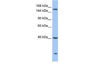 Carboxypeptidase D antibody used at 1 ug/ml to detect target protein. (CPD 抗体  (N-Term))