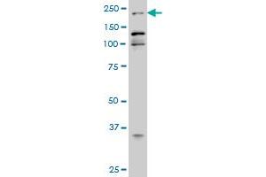 EP300 monoclonal antibody (M02), clone 1D2 Western Blot analysis of EP300 expression in Hela S3 NE . (p300 抗体  (AA 731-830))