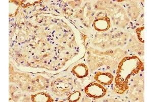 Immunohistochemistry of paraffin-embedded human kidney tissue using ABIN7158022 at dilution of 1:100 (LUZP2 抗体  (AA 20-346))