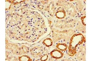 Immunohistochemistry of paraffin-embedded human kidney tissue using ABIN7158022 at dilution of 1:100