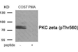 Western blot analysis of extracts from COS7 cells treated with PMA using Phospho-PKC zeta (Thr560) antibody. (PKC zeta 抗体  (pThr560))