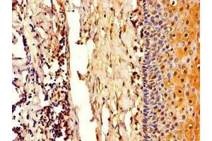 Immunohistochemistry of paraffin-embedded human tonsil tissue using ABIN7148277 at dilution of 1:100 (COL4A3BP 抗体  (AA 201-500))