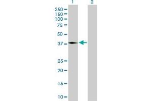 Western Blot analysis of ILF2 expression in transfected 293T cell line by ILF2 MaxPab polyclonal antibody. (ILF2 抗体  (AA 1-390))