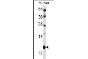 GOT1B Antibody (C-term) (ABIN657018 and ABIN2846197) western blot analysis in mouse liver tissue lysates (35 μg/lane). (GOLT1B 抗体  (C-Term))