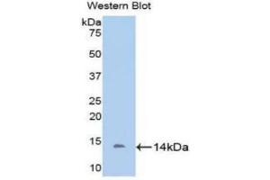 Detection of Recombinant DDO, Bovine using Polyclonal Antibody to D-Aspartate Oxidase (DDO) (DDO 抗体  (AA 161-272))