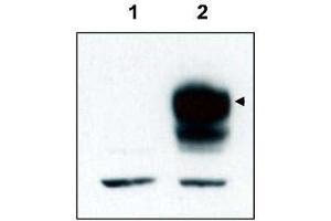 Western blot using  affinity purified anti-TrkCT1 to detect over-expressed TrkCT1 in HEK293 cells (Lane 2, arrowhead). (TRKCT1 (C-Term) 抗体)