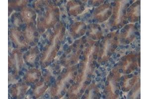 Detection of NRARP in Mouse Kidney Tissue using Polyclonal Antibody to Notch Regulated Ankyrin Repeat Protein (NRARP) (NRARP 抗体  (AA 3-109))
