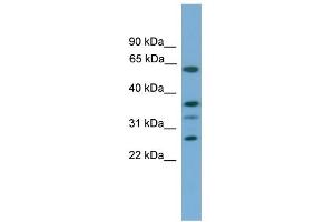 WB Suggested Anti-APOL2 Antibody Titration:  0. (Apolipoprotein L 2 抗体  (Middle Region))