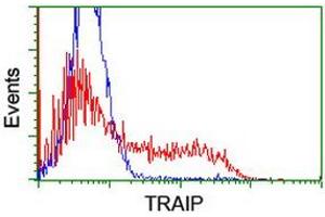 Image no. 1 for anti-TRAF Interacting Protein (TRAIP) (AA 67-313) antibody (ABIN1491633) (TRAIP 抗体  (AA 67-313))
