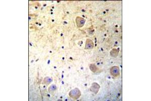 Immunohistochemical staining of formalin fixed and paraffin embedded human brain was performed with KLK6 polyclonal antibody  at 1:10-1:50 dilution followed by indirect peroxidase conjugation with secondary antibody and DAB staining. (Kallikrein 6 抗体  (Internal Region))