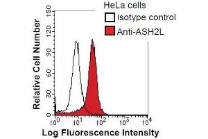 HeLa cells were fixed in 2% paraformaldehyde/PBS and then permeabilized in 90% methanol. (ASH2L 抗体)