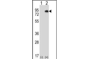 Western blot analysis of HIPK4 (arrow) using rabbit polyclonal HIPK4 Antibody (C-term) (ABIN1882089 and ABIN2841287). (HIPK4 抗体  (C-Term))