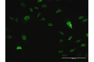 Immunofluorescence (IF) image for anti-V-Crk Sarcoma Virus CT10 Oncogene Homolog (Avian)-Like (CRKL) (AA 1-303) antibody (ABIN514605)