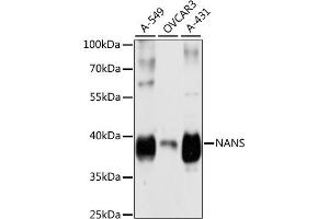 Western blot analysis of extracts of various cell lines, using NANS antibody  at 1:3000 dilution. (NANS 抗体  (AA 260-359))