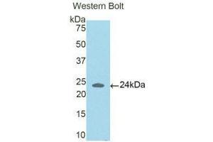 Western Blotting (WB) image for anti-Coiled-Coil Domain Containing 80 (CCD80) (AA 81-258) antibody (ABIN1176790) (CCDC80 抗体  (AA 81-258))