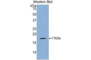 Western Blotting (WB) image for anti-Phospholipase A1 Member A (PLA1A) (AA 148-295) antibody (ABIN1077705) (PLA1A 抗体  (AA 148-295))